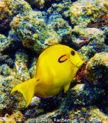 I think it's a yellow Orange Banded Surgeonfish by Alison Ranheim 
